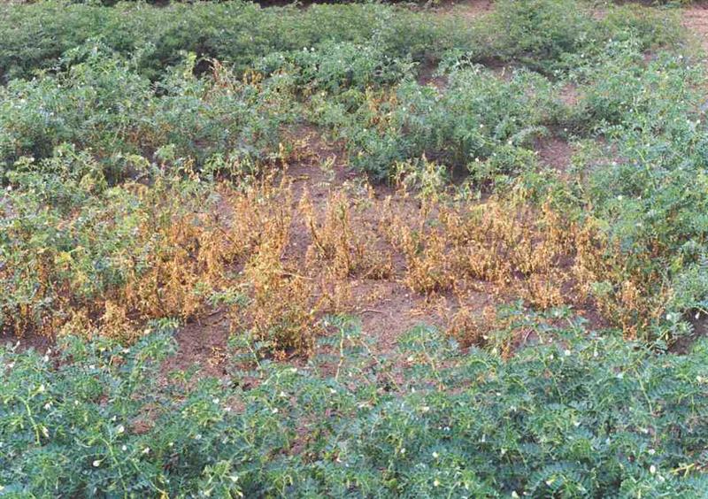 Katta kokrakli etuk, nozik ayol fotosurati